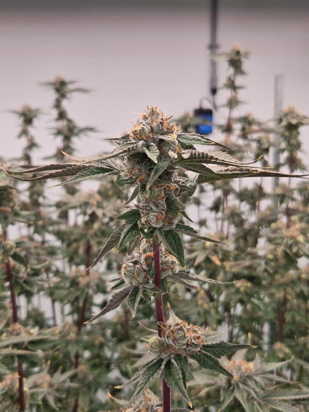 Cadillac Rainbow premium cannabis flower showcasing dense structure and vibrant color