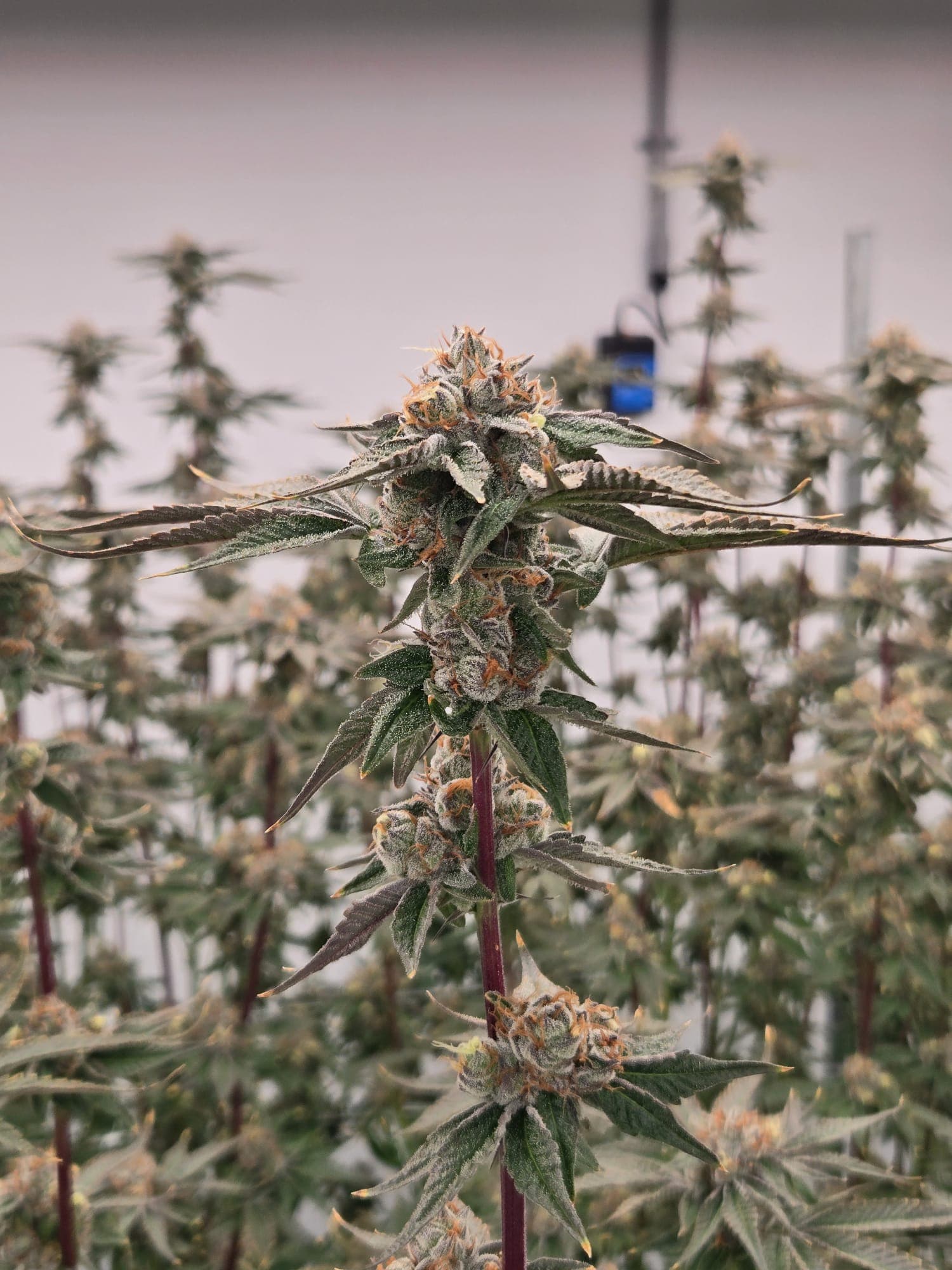 Cadillac Rainbow premium cannabis flower showcasing dense structure and vibrant color