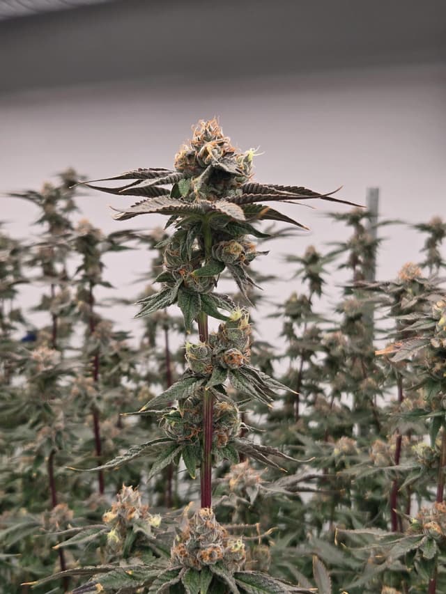 Cadillac Rainbow flower highlighting hand-trim precision and quality