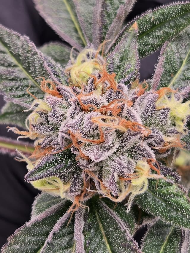 Macro shot of Cadillac Rainbow showcasing trichome density