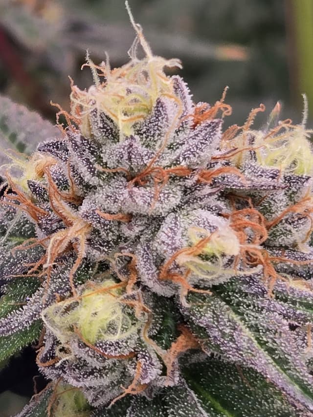 Premium Cadillac Rainbow reserve dried flower presentation