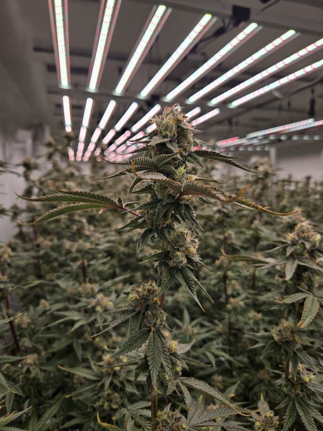 Cadillac Rainbow cultivation excellence and quality showcase