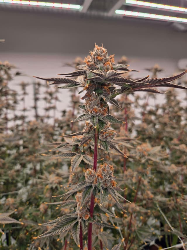 Cadillac Rainbow hero carousel image 1