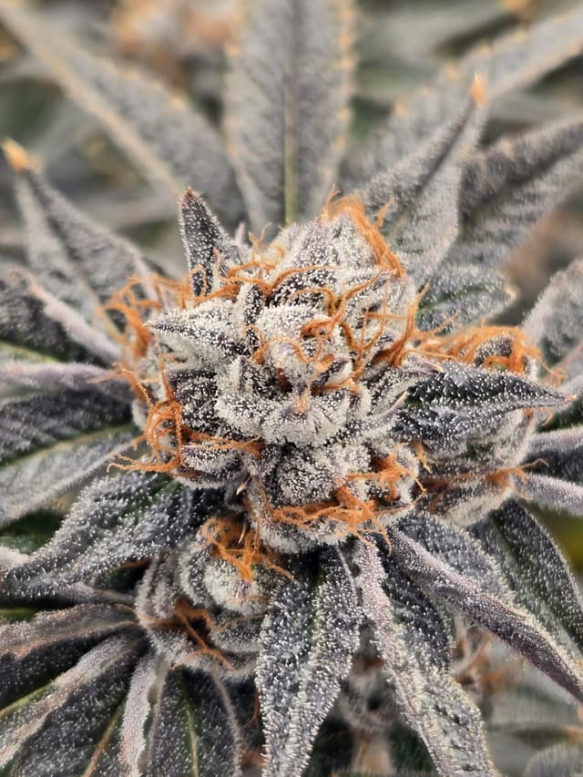 Cadillac Rainbow hero carousel image 2