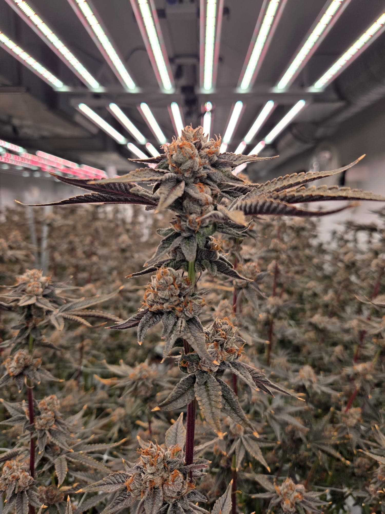 Cadillac Rainbow cannabis flower under LED grow lights showcasing dense bud structure