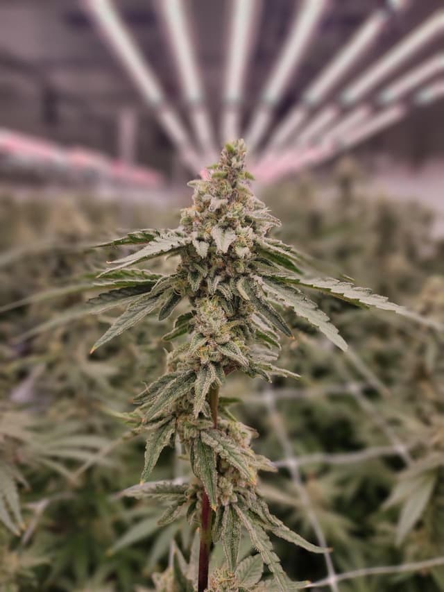 Premium Dante's Inferno flower presentation