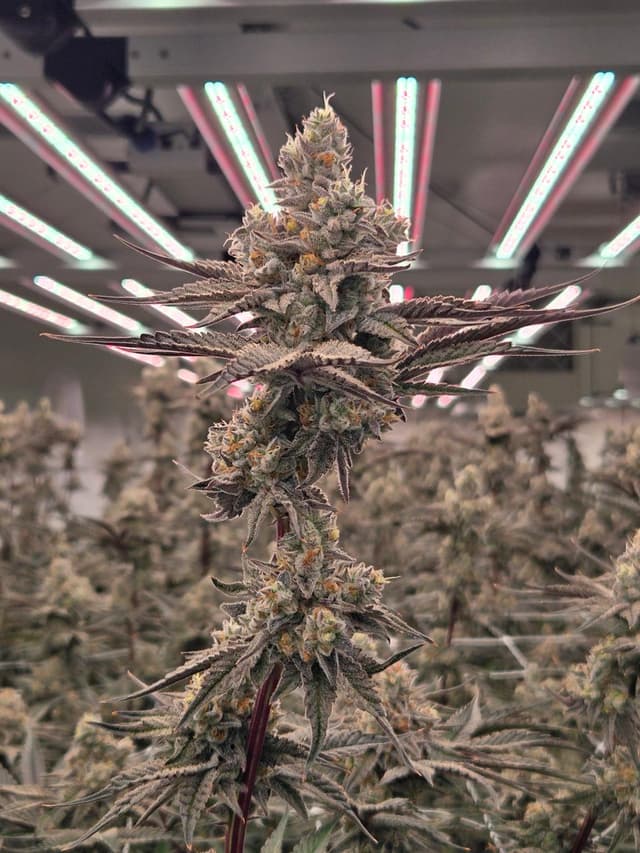 Detailed view of Dante's Inferno buds