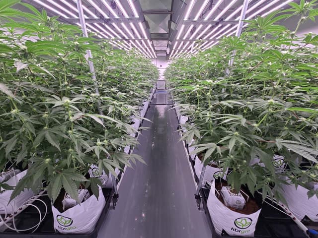 High-quality Dante's Inferno flower