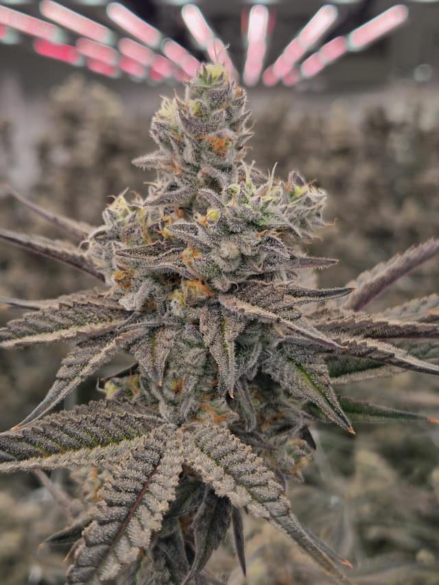 Detailed Dante's Inferno flower structure