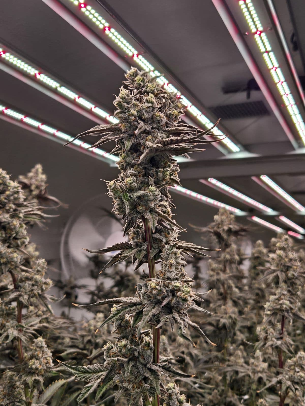 Dante's Inferno premium cannabis flower showcasing dark stone fruit, cocoa husk, and anise characteristics