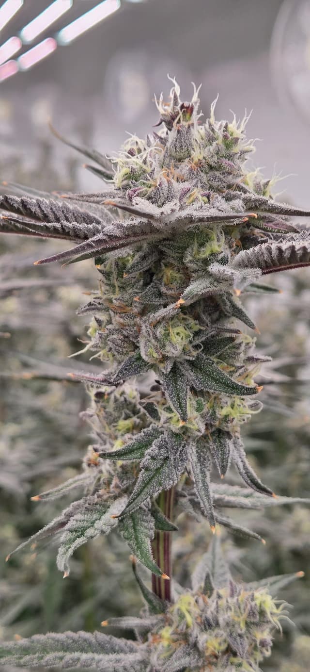 Vertical close-up view of Dante's Inferno flower