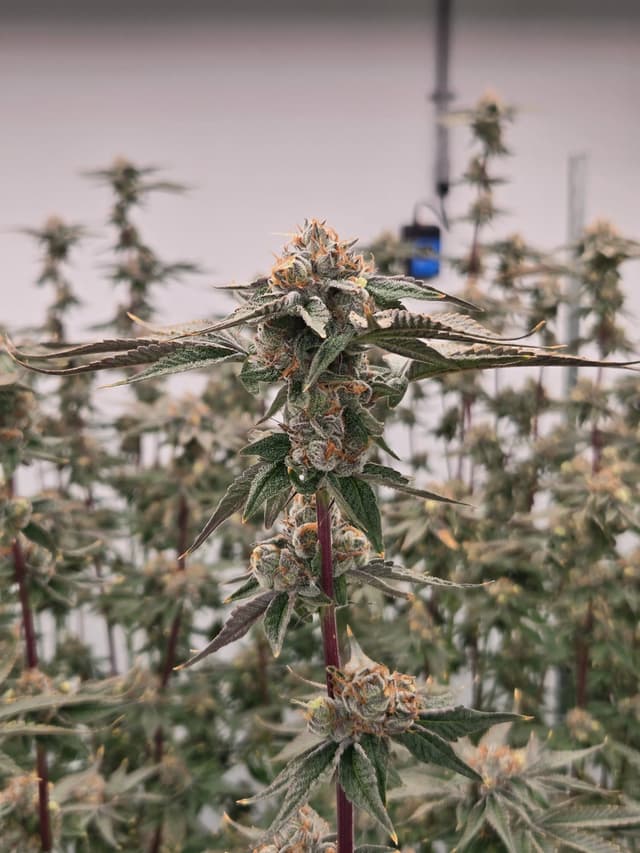 Cadillac Rainbow premium cannabis flower showcasing dense structure and vibrant color