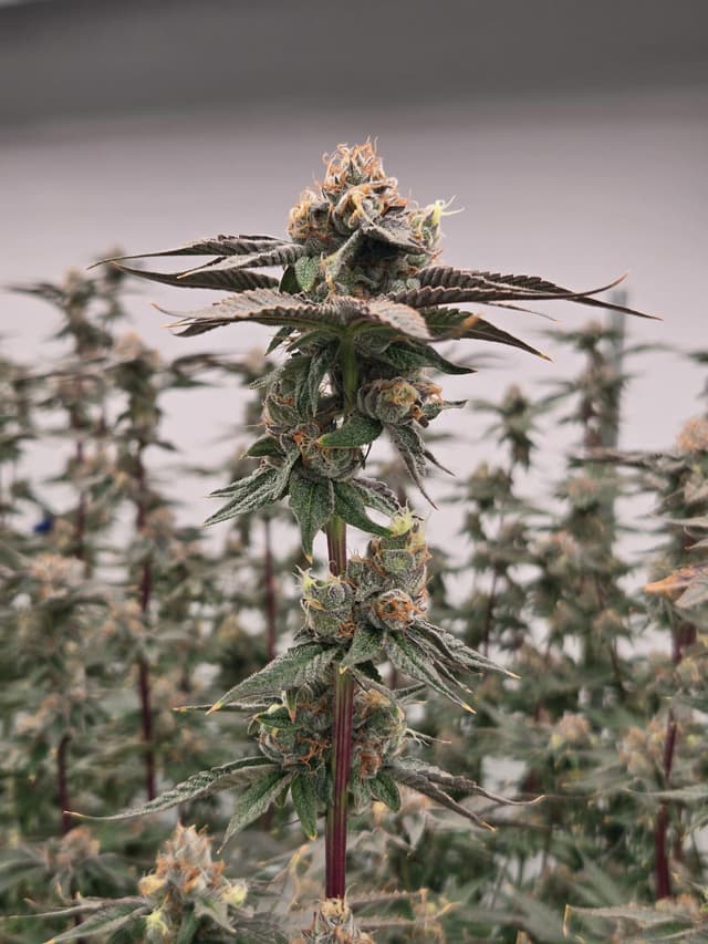 Close-up detail of Cadillac Rainbow trichomes and crystal structure