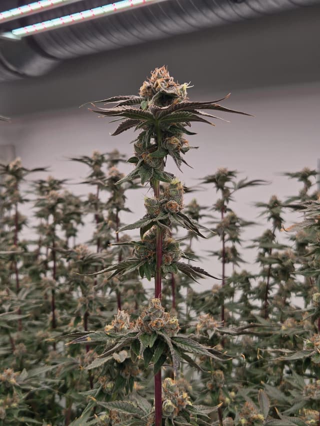 Detailed view of Cadillac Rainbow buds showing limonene-rich profile