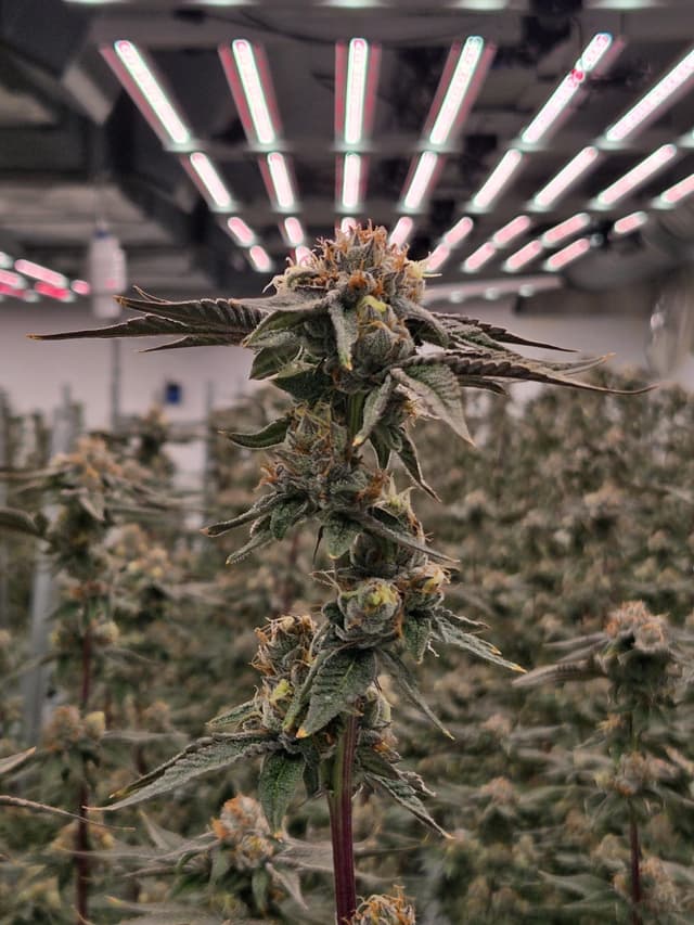 Cadillac Rainbow premium dried flower close examination