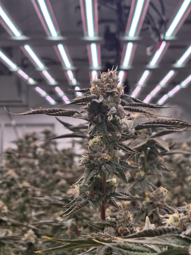 Cadillac Rainbow flower structure and color complexity