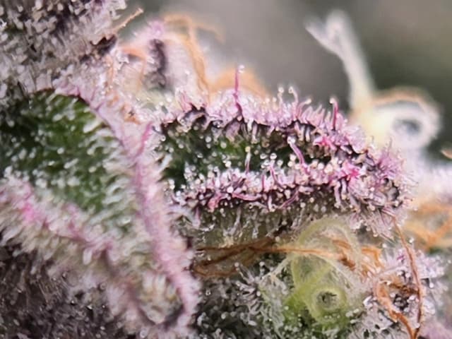 Dante's Inferno flower close examination