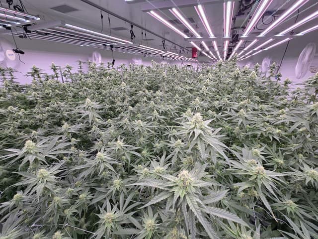 Premium dried Dante's Inferno flower