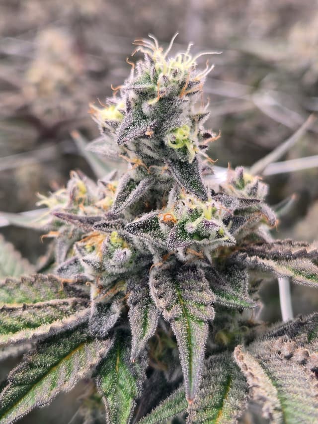 Premium Dante's Inferno dried flower