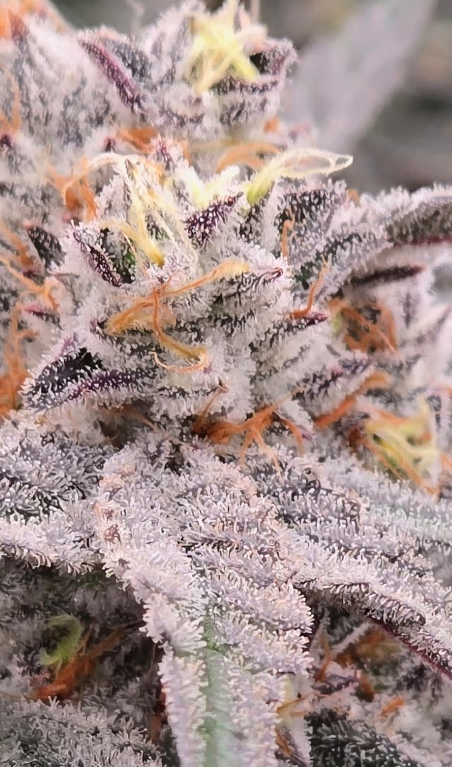 Dante's Inferno finished flower with precise trim